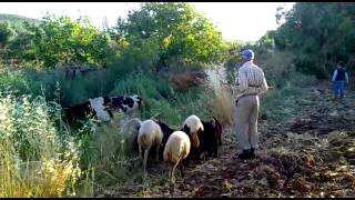 Çerçili Köyü Kilis Somi̇ Li Gule Hi̇re29062012004