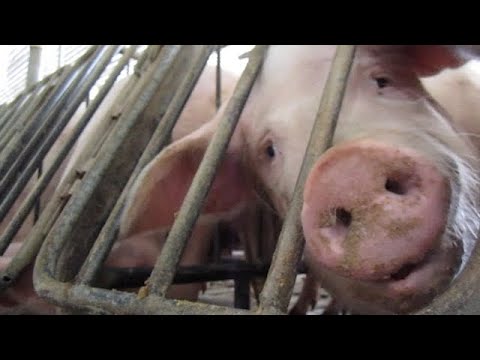 This is a factory farm