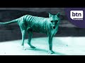New Footage Of A Thylacine - Behind the News