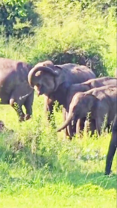 Wasgamu kiyanne ❤️#beautiful #life #travel