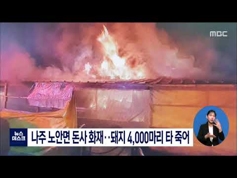 나주 노안면 <strong>돈사</strong> 화재..돼지 4000마리 타 죽어 [목포MBC 뉴스데스크]