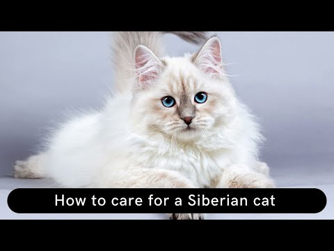 Video: How To Raise A Siberian Cat Kitten