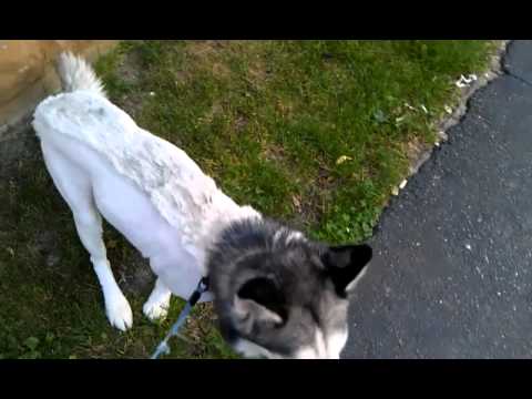 Siberian Husky shaved mohawk haircut summer 2012 - YouTube