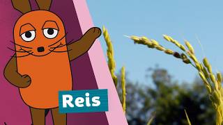 Wie wird Reis angebaut? | Die Maus | WDR