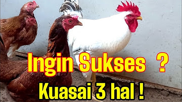Tips Sukses Ternak Ayam Kampung