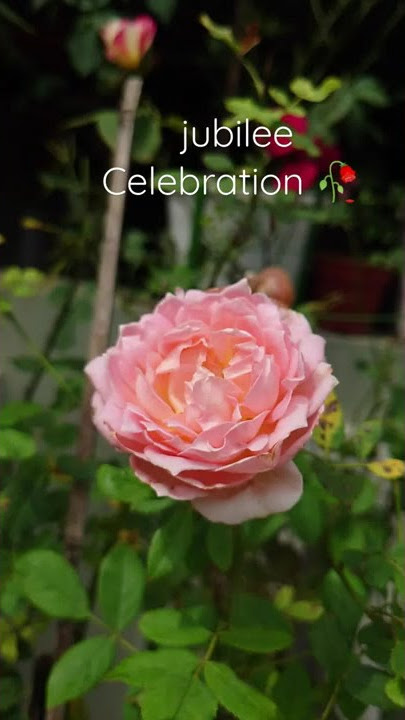 Jubilee Celebration Rose, Malaysia #roses #rosephotography #bloomingtoday #jubileecelebrationrose