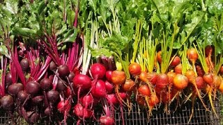 Unleashing The Power Of Beets: The Ultimate Superfood