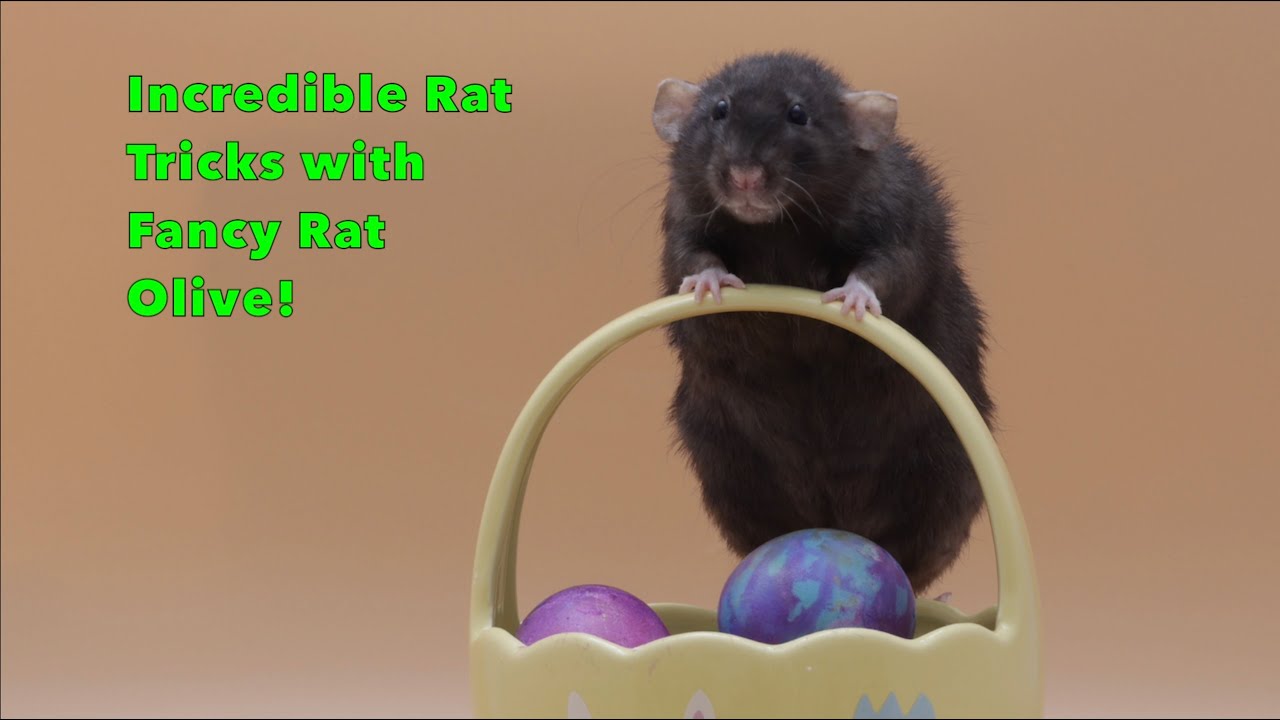 Incredible Tricks with Olive the Rat Part 7! YouTube