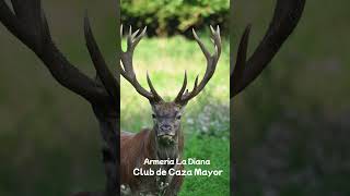 Participa en los sorteos de recechos y monterías en Reservas Nacionales de Caza