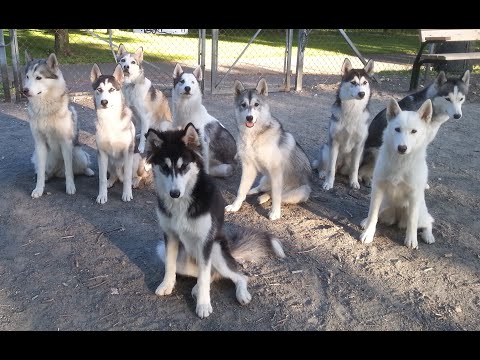 My Husky family!