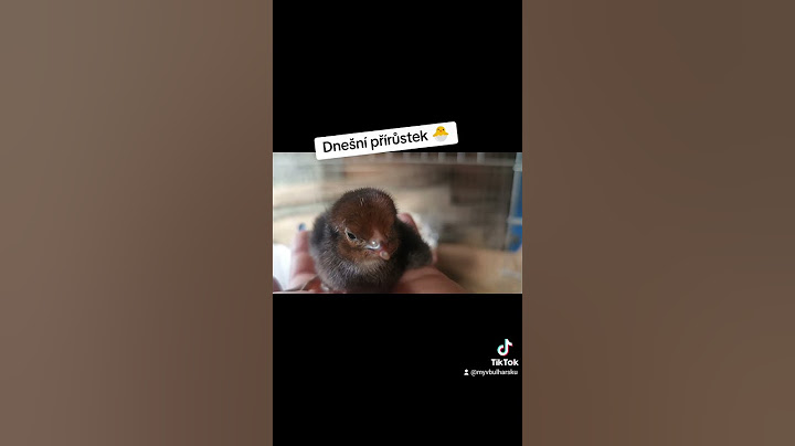 Bulharsko farma | Nové kuřátko 🐥 | My v Bulharsku