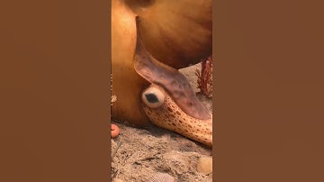 Ammonites of prehistoric Tennessee  #paleontology