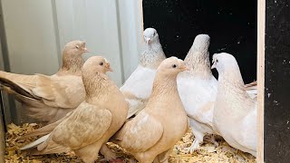 Yellow Turkish Tumblers