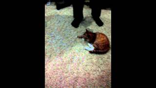 Кот Альф. Рыжие коты. Приколы с животными 2015. Коты и игрушки. Кот Альф. Рыжие коты. Приколы с животными 2015. Коты и игрушки.