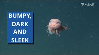 3 Snailfish Discovered Using Advanced Underwater Technology