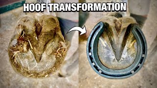 HOOF RESTORATION/TRANSFORMATION (SATISFYING)