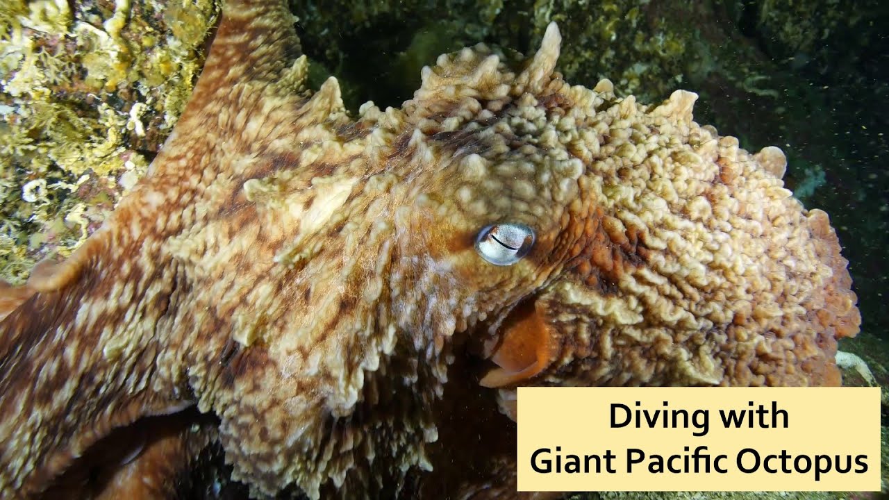 Diving with Giant Pacific Octopus YouTube