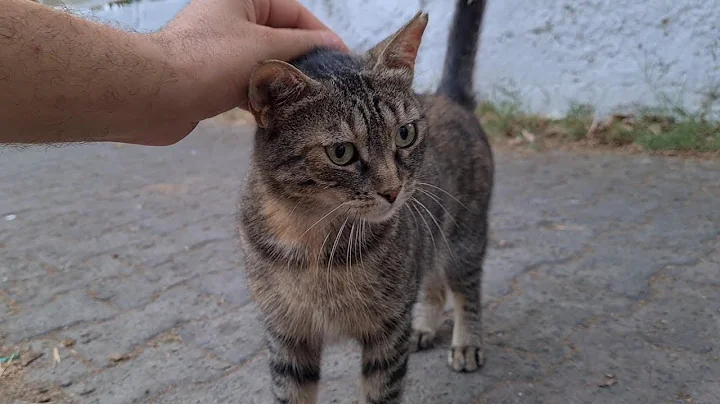 Watch the video about The cute cat approaching me gently meows and asks for food.