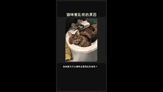 猫咪爱乱咬的原因?🐾 揭秘背后真相 #Shorts