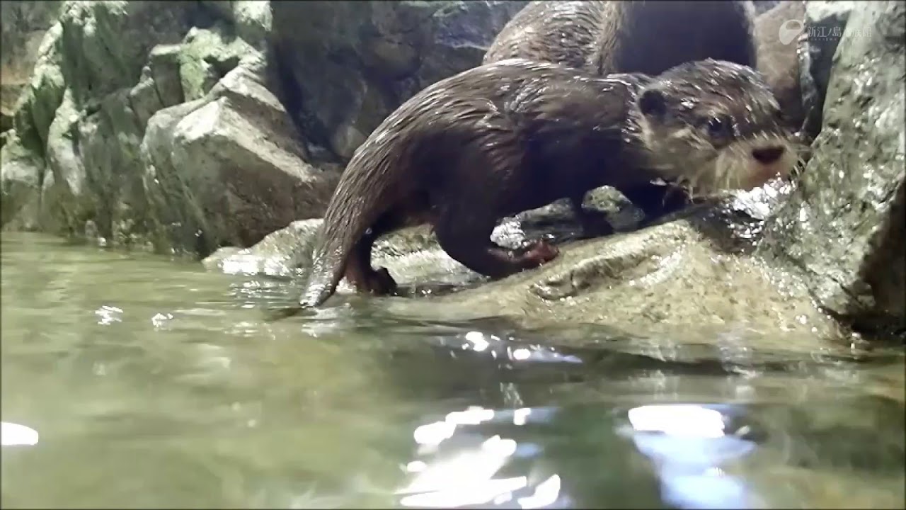 えのすいトリーター日誌 新江ノ島水族館
