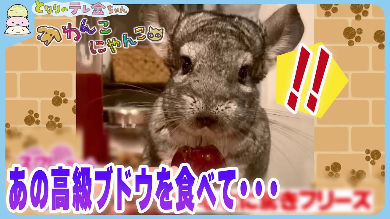 わんこにゃんこ】フリスビー大会優勝犬その実力は…！ 高級ブドウに