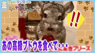 わんこにゃんこ】フリスビー大会優勝犬その実力は…！ 高級ブドウに