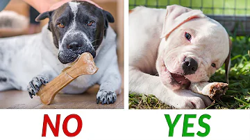 Can puppies chew on bamboo?