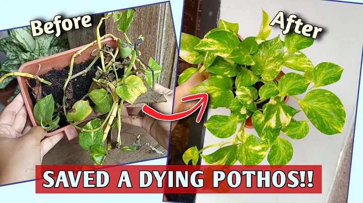 How I SAVE A EXTREMELY Struggling POTHOS// How to SAVE A DYING POTHOS// Pothos Plant Care - DayDayNews