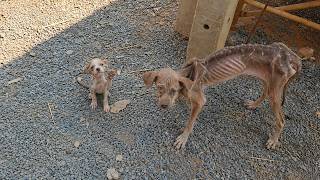 Starving Mama Dog & Her Tiny Puppy Cried for Help... Begging Every Passing Stranger to Save Them!