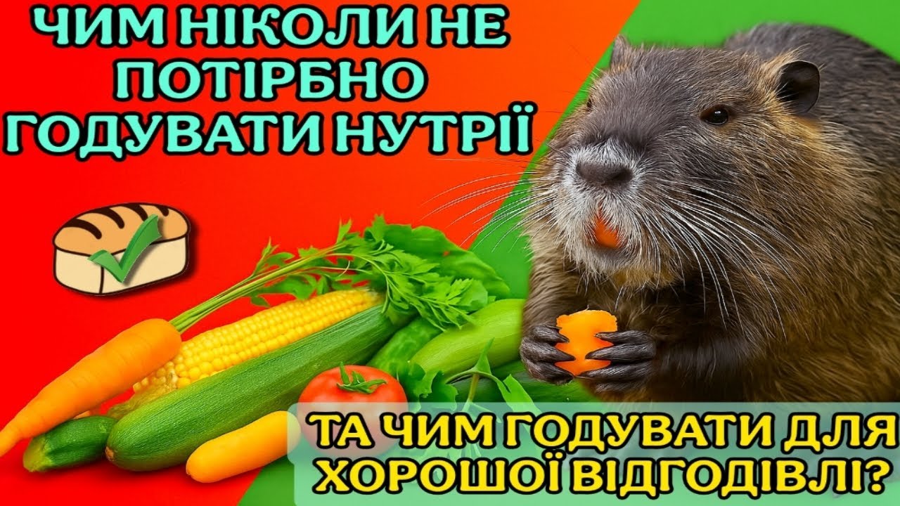 Ця їда вбиває нутрії ! | Чим та як годувати нутрій | Швидка відгодівля нутрії