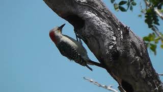 Woodpecker 3 28 23