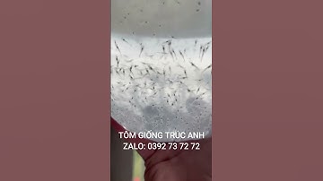 Giao tôm giống anh Mựng Cà Mau