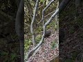 世界遺産の屋久島で縄文杉に泊まる!!白谷雲水峡から高塚小屋