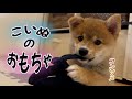 オカンvsおもちゃ？コンソメのごきげんを勝ち取る事が出来るのか!?　まだまだ子犬、おもちゃ大好き！　ミックス犬 [ポメ柴]