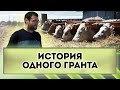 Выращиваем КРС мясной породы. Обмен опытом . Грант