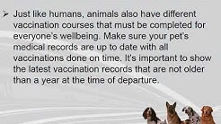7 PET IMPORT RULES OF HONG KONG WHICH EVERY PET OWNER MUST KNOW