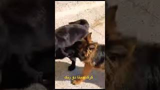 #dogs #germanshepherd #viralvideo #afghanistan