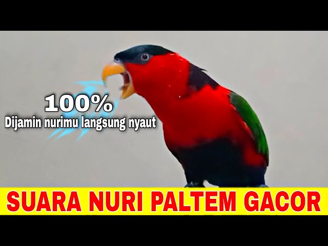 Burung nuri apapun seketika langsung nyaut dengan pancingan suara burung nuri kepala hitam gacor ini class=