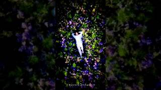 #Rm #dandelions #💜ᗷTS⟭⟬💜_#instrumentslmusic #🦋mystery_7angels🦋 #short #videos
