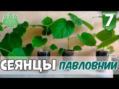 Купить саженцы (сеянцы) Павловнии. Мое знакомство с Павловнией.