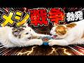 猫たちのごはんの盗り合いヒドすぎワロタｗｗｗｗｗ