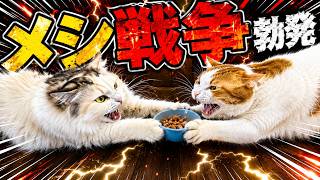 猫たちのごはんの盗り合いヒドすぎワロタwwww