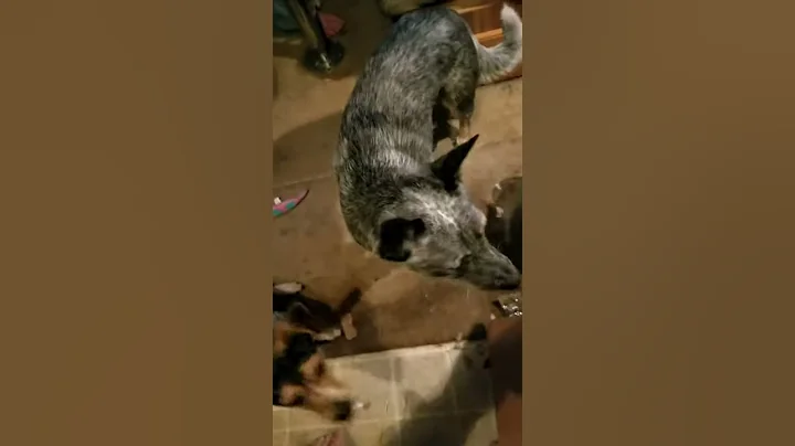 Cute beagle tells you how it is