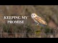 WILDLIFE PHOTOGRAPHY | Keeping my promise: Barn Owl | Olympus 2021