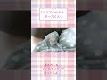 座ってると登ってきてくれるチーズくん可愛い【懐きすぎハムスター】ハムスター可愛い癒し #shorts