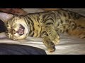 Bengal cat sleep talks