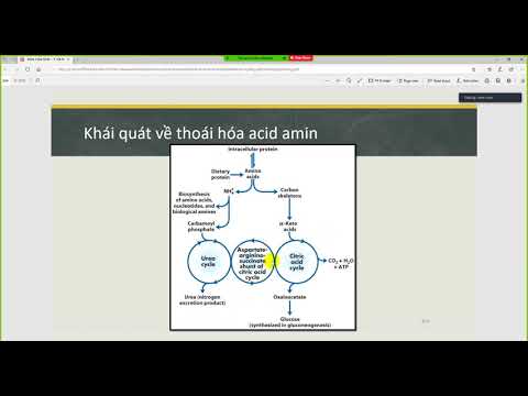 Video: Oxaloacetate được bổ sung như thế nào?