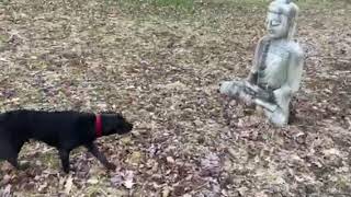 Clyde (the dog) Meets the Buddha