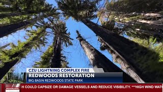 Redwoods at Big Basin show resilience 5 years after CZU Fire