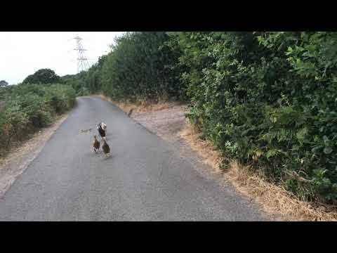 Walking the ducks home after their latest breakout